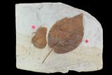 Two Fossil Leaves - Beringiaphyllum And Zizyphoides - Montana #95291-1